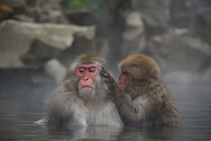 温泉に浸かるニホンザルの死写真